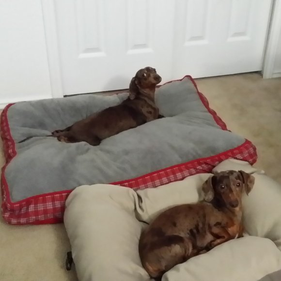 Meet your Posher, Amy (ft Bruce and Harvey) - Picture 4 of 4